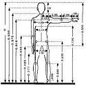 Anthropometric measurements and prevalence of underweight, overweight ...