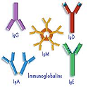 Intravenous immunoglobulin vs plasma exchange in treatment of ...